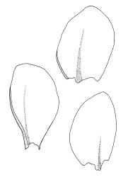 Plagiobryum novae-seelandiae, three leaves. Drawn from A.J. Fife 5075, CHR 104220.
 Image: R.C. Wagstaff © Landcare Research 2015 